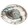 Shamans Market Abalone Shell