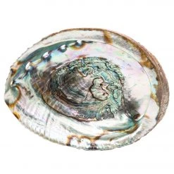 Shamans Market Abalone Shell