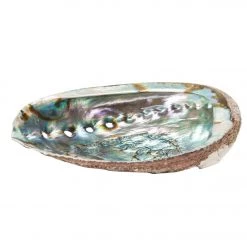 Shamans Market Abalone Shell